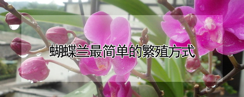 蝴蝶蘭最簡(jiǎn)單的繁殖方式