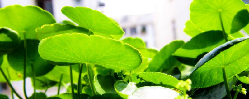 銅錢草葉子發(fā)黃干枯