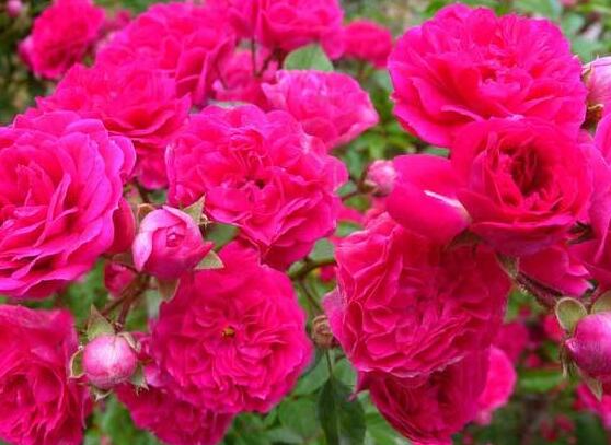 藤本月季和薔薇的區(qū)別，刺大的是藤本月季（三種區(qū)別方法）