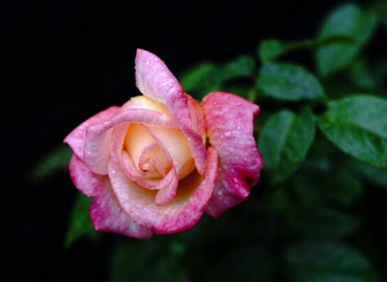 月季花種子怎么種，教你四種方法存活率百分百