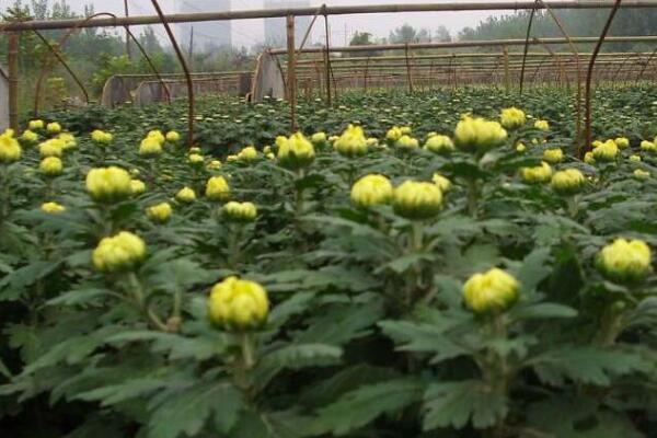 盆栽菊花的養(yǎng)殖方法，5步教你養(yǎng)好菊花