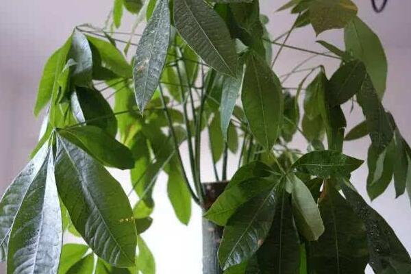 發(fā)財樹樹干變軟怎么辦，具體原因以及處理方法