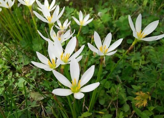 水仙花什么時候開花，水仙花花期在冬季