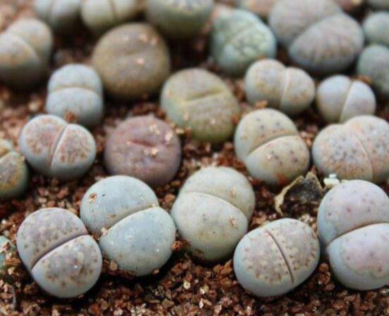 生石花移植方法，做好六點(diǎn)基本步驟成功率百分百