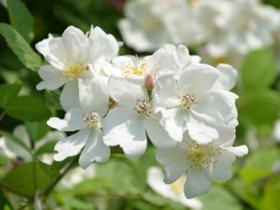 白色薔薇花,白色薔薇花特點