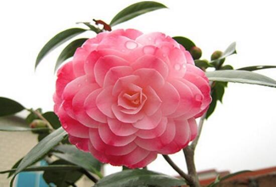 茶花有毒嗎，茶花對家里的風(fēng)水好嗎