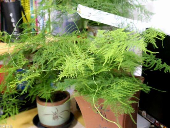 文竹瘋長(zhǎng)怎么辦，老農(nóng)歸納四個(gè)有效解決方法