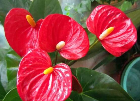 紅掌的花語，象征著大展宏圖、熱情、熱血