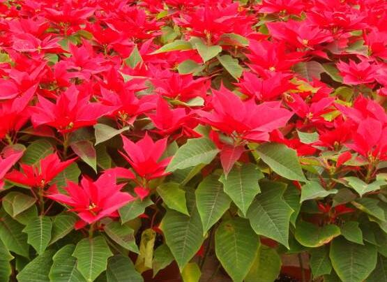 一品紅葉面發(fā)黑怎么辦，一品紅葉面發(fā)黑解決辦法