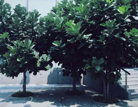 榕樹的品種，盤點榕樹八大品種