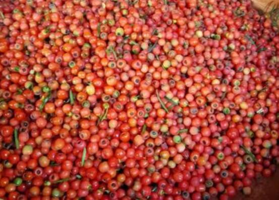 紅豆杉種子怎么種，做好這四點(diǎn)就會生根發(fā)芽