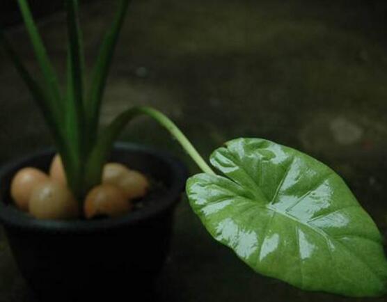 滴水觀音的養(yǎng)護方法，做好四點基本方法可青翠欲滴
