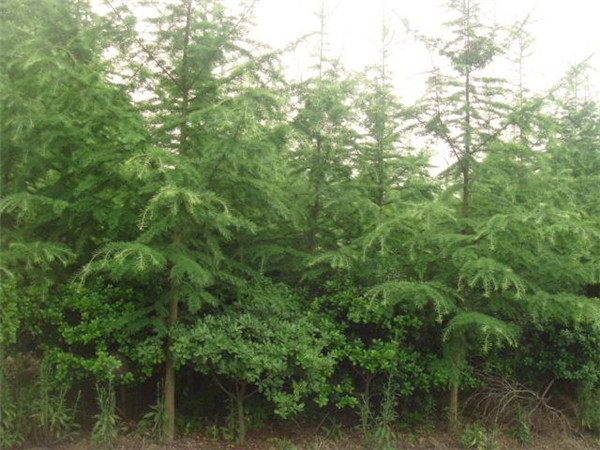 金錢(qián)松介紹