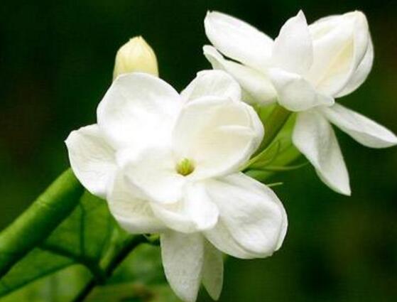 茉莉花怎么養(yǎng)，茉莉花養(yǎng)殖方法