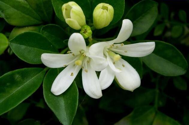 九里香幾月份開花，生長環(huán)境不同花期也不一樣
