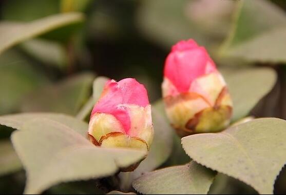 茶花有蕾不開花怎么辦，三種原因以及解決方法