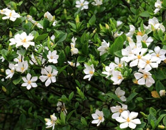 梔子花花期是什么時(shí)候，從每年四月一直開(kāi)到八月
