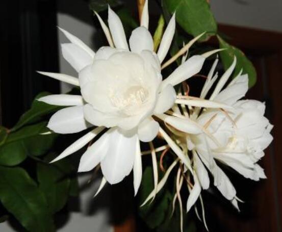 曇花怎么澆水，不同季節(jié)不同澆水量(見(jiàn)干見(jiàn)濕)