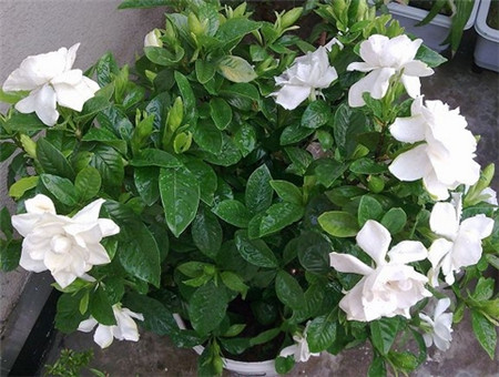 怎樣讓盆栽梔子花花繁葉茂