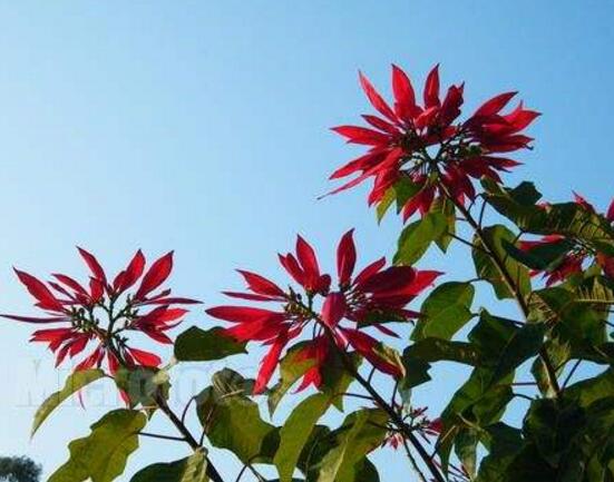 一品紅怎么繁殖，一品紅繁殖方法