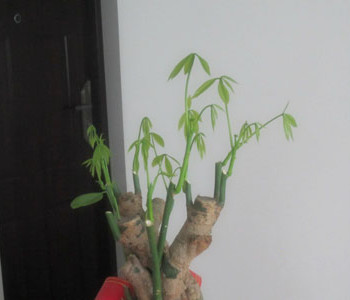 發(fā)財樹怎么修剪，發(fā)財樹的修剪方法圖