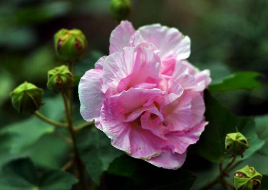芙蓉花什么時(shí)候開，芙蓉花一年開幾次花