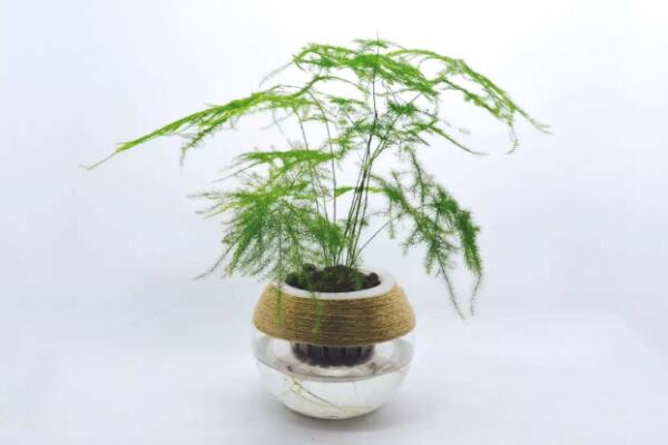 文竹泡水里能長根嗎，文竹水培方法介紹