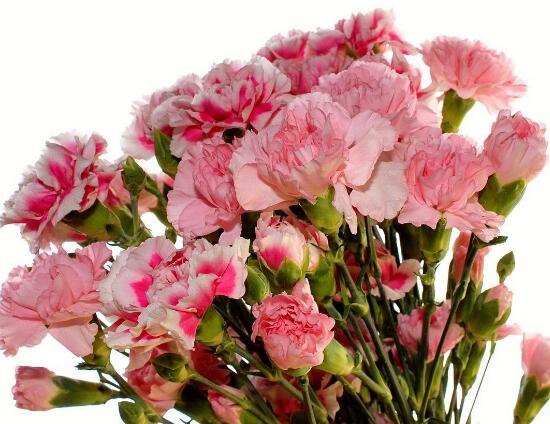康乃馨什么時候開花，康乃馨的花期多長