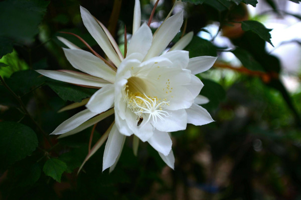 曇花為什么只能一現(xiàn)，生長(zhǎng)習(xí)性所決定