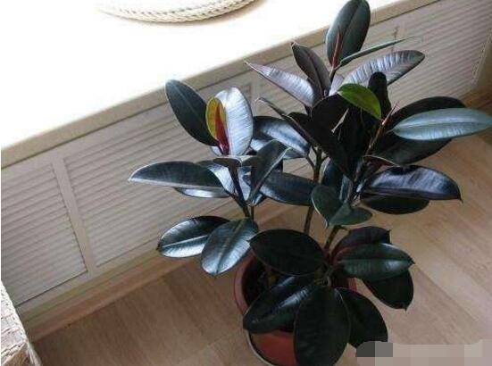 橡皮樹的好處，六大好處深受喜愛