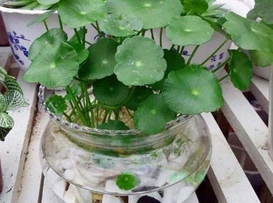 銅錢(qián)草可以放魚(yú)缸里嗎，銅錢(qián)草水培方法