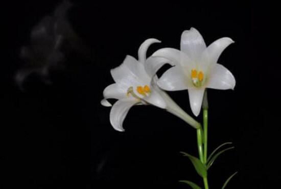 百合花花期多久，百合花開花后怎么處理/施肥澆水養(yǎng)護(hù)