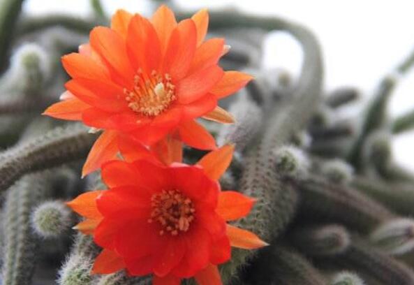 白檀仙人掌不開花怎么辦，缺乏光照是主要原因