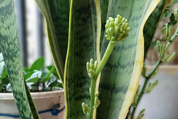 金邊虎皮蘭開(kāi)花嗎