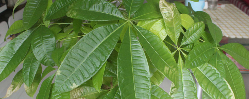 發(fā)財(cái)樹砍頭了多久發(fā)芽