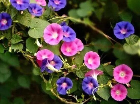 牽牛花怎么養(yǎng)，牽?；B(yǎng)殖方法