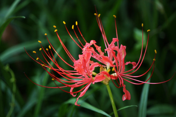 彼岸花種子種植后多久開(kāi)花