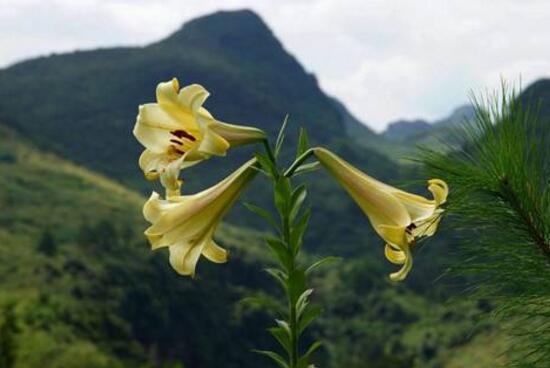 百合花花期多久，百合花開花后怎么處理/施肥澆水養(yǎng)護(hù)