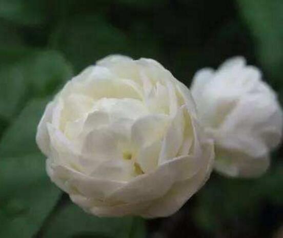 茉莉花怎么澆水,茉莉花澆水方法