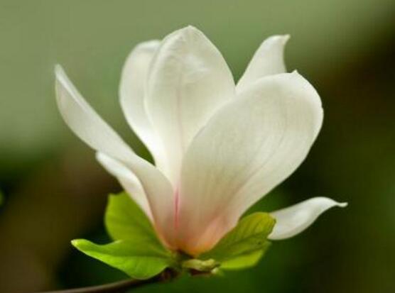 玉蘭花花語(yǔ)，代表著高潔、芬芳，純潔的愛(ài)，感恩