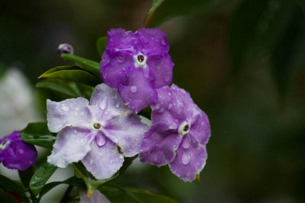 鴛鴦茉莉的花語(yǔ)