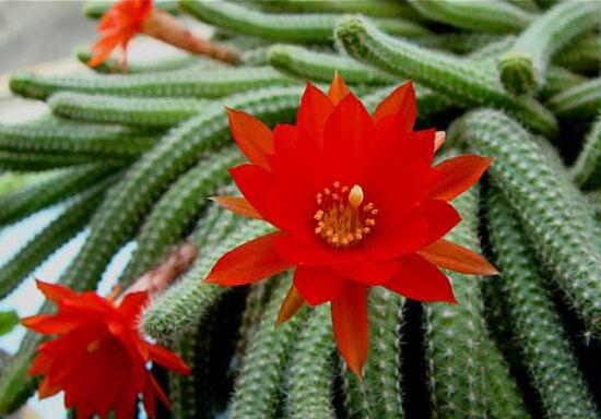 仙人掌會(huì)開(kāi)花嗎，仙人掌什么時(shí)候開(kāi)花