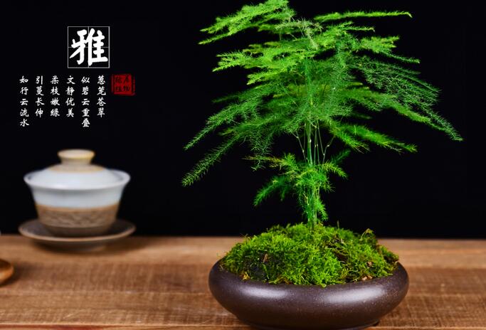 文竹澆啤酒怎么澆，用1比50的比例澆效果更好