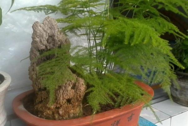 文竹用什么水比較好，強烈建議澆木炭水（有吸附雜質(zhì)污漬功能）