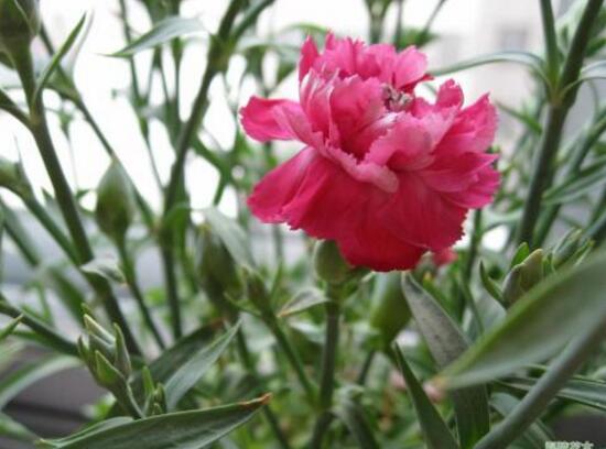 康乃馨什么時候開花，康乃馨的花期多長