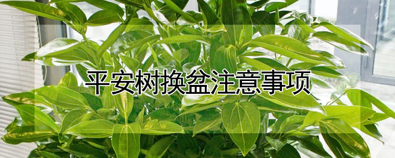 平安樹換盆注意事項(xiàng)