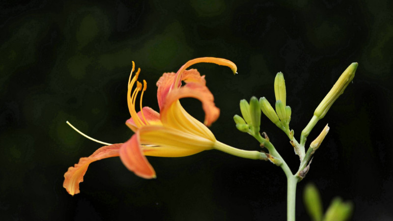 萱草花語(yǔ)