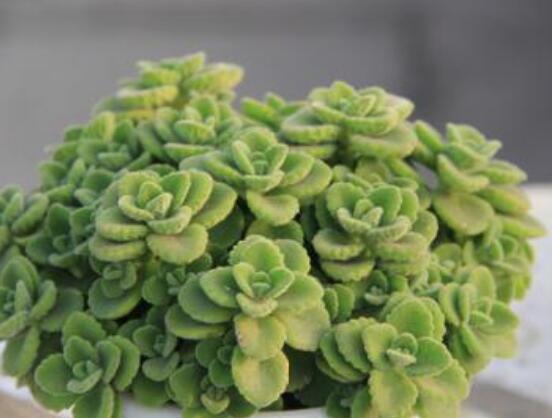碰碰香為什么一碰就香，其原理主要為葉枕澎壓作用