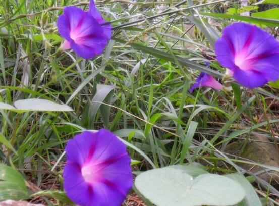 牽牛花的花語是什么，牽?；ù碇鴲矍椤⒗潇o、虛幻、愛情永固