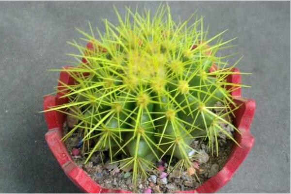 金虎仙人球變黃怎么辦，多半是澆水、溫度、光照三個(gè)方面沒(méi)做好